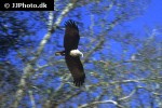 haliastur indus brahminy kite haliastur indus brahminy kite