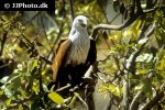 haliastur indus brahminy kite haliastur indus brahminy kite