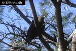 milvus migrans black kite milvus migrans black kite