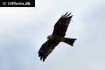 milvus migrans black kite milvus migrans black kite
