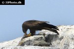 milvus migrans black kite milvus migrans black kite