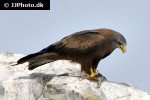 milvus migrans black kite milvus migrans black kite