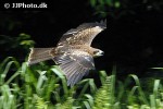 milvus migrans black kite milvus migrans black kite
