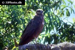 milvus milvus red kite milvus milvus red kite