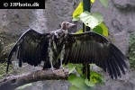 necrosyrtes monachus hooded vulture necrosyrtes monachus hooded vulture