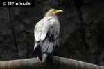 neophron percnopterus egyptian vulture neophron percnopterus egyptian vulture