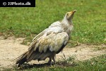 neophron percnopterus egyptian vulture neophron percnopterus egyptian vulture