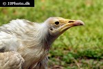 neophron percnopterus egyptian vulture neophron percnopterus egyptian vulture