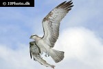 pandion haliaetus osprey pandion haliaetus osprey