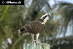 pandion haliaetus osprey pandion haliaetus osprey
