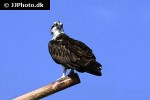 pandion haliaetus osprey pandion haliaetus osprey