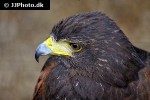 parabuteo unicinctus harris hawk parabuteo unicinctus harris hawk