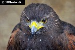 parabuteo unicinctus harris hawk parabuteo unicinctus harris hawk