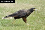 phalcoboenus australis striated caracara phalcoboenus australis striated caracara