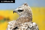 polemaetus bellicosus martial eagle polemaetus bellicosus martial eagle