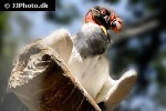 sarcoramphus papa king vulture sarcoramphus papa king vulture
