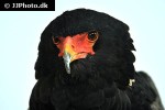 terathopius ecaudatus bateleur eagle terathopius ecaudatus bateleur eagle