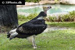 trigonoceps occipitalis white headed vulture trigonoceps occipitalis white headed vulture