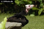 trigonoceps occipitalis white headed vulture trigonoceps occipitalis white headed vulture