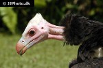 trigonoceps occipitalis white headed vulture trigonoceps occipitalis white headed vulture