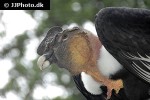 vultur gryphus andean condor vultur gryphus andean condor