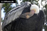 vultur gryphus andean condor vultur gryphus andean condor