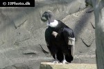 vultur gryphus andean condor vultur gryphus andean condor