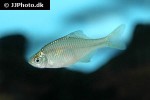 acheilognathus barbatulus acheilognathus barbatulus