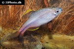 paratanakia chii paratanakia chii