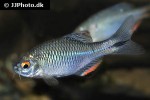 paratanakia himantegus paratanakia himantegus