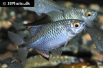 paratanakia himantegus paratanakia himantegus