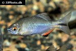 paratanakia himantegus paratanakia himantegus