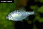rhodeus amarus rhodeus amarus