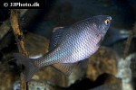 rhodeus amarus rhodeus amarus