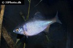 rhodeus amarus rhodeus amarus