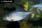 rhodeus amarus rhodeus amarus