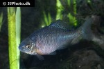 rhodeus amarus rhodeus amarus