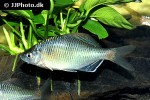 rhodeus amurensis rhodeus amurensis