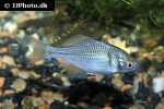 rhodeus ocellatus rhodeus ocellatus