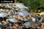 rhodeus ocellatus rhodeus ocellatus