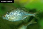 rhodeus sericeus rhodeus sericeus