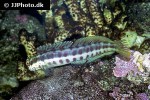 blenniella chrysospilos