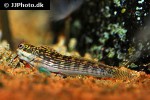 istiblennius lineatus