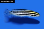 meiacanthus grammistes