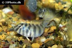 omobranchus zebra