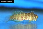 salarias fasciatus salarias fasciatus