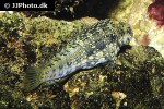 salarias fasciatus salarias fasciatus