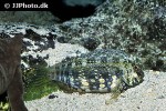 salarias fasciatus salarias fasciatus