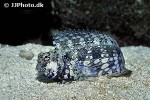 salarias fasciatus salarias fasciatus