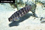 salarias fasciatus salarias fasciatus